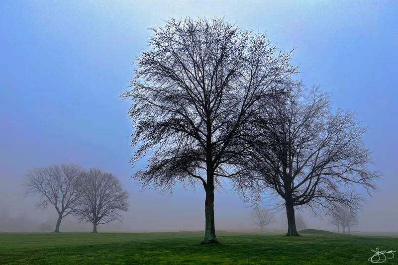 Trees and Fog at Sunrise on the Golf Course